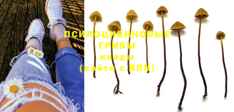 Псилоцибиновые грибы MAGIC MUSHROOMS  Пучеж 